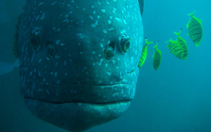 Navy-Pier-Bati-Avustralya